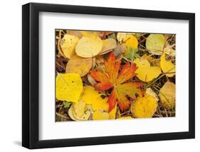 USA, Colorado, San Juan Mountains. Geranium and aspen leaves.-Jaynes Gallery-Framed Photographic Print