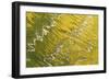 USA, Colorado, San Juan Mountains. Reflection in Woods Lake-Jaynes Gallery-Framed Photographic Print