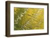 USA, Colorado, San Juan Mountains. Reflection in Woods Lake-Jaynes Gallery-Framed Photographic Print