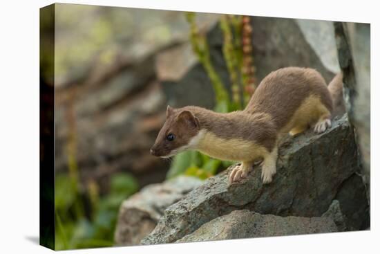 USA, Colorado, San Juan Mountains. Short-tailed weasel in summer fur.-Cathy and Gordon Illg-Stretched Canvas