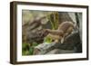 USA, Colorado, San Juan Mountains. Short-tailed weasel in summer fur.-Cathy and Gordon Illg-Framed Photographic Print