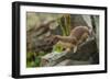 USA, Colorado, San Juan Mountains. Short-tailed weasel in summer fur.-Cathy and Gordon Illg-Framed Photographic Print