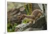 USA, Colorado, San Juan Mountains. Short-tailed weasel in summer fur.-Cathy and Gordon Illg-Framed Photographic Print