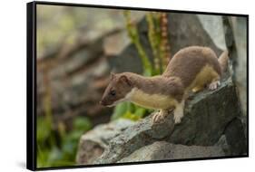 USA, Colorado, San Juan Mountains. Short-tailed weasel in summer fur.-Cathy and Gordon Illg-Framed Stretched Canvas