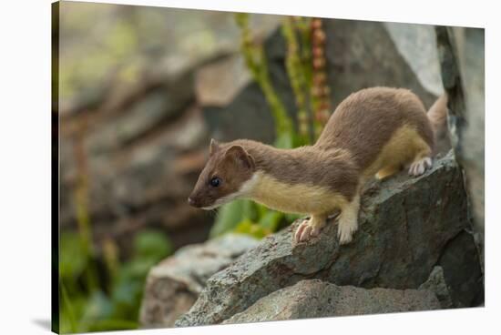 USA, Colorado, San Juan Mountains. Short-tailed weasel in summer fur.-Cathy and Gordon Illg-Stretched Canvas