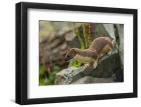 USA, Colorado, San Juan Mountains. Short-tailed weasel in summer fur.-Cathy and Gordon Illg-Framed Photographic Print