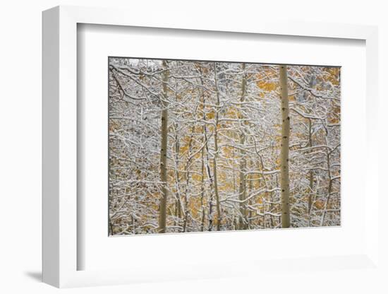 USA, Colorado, San Juan Mountains. Snow on Aspen Trees-Don Grall-Framed Photographic Print