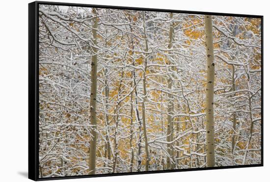 USA, Colorado, San Juan Mountains. Snow on Aspen Trees-Don Grall-Framed Stretched Canvas