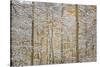 USA, Colorado, San Juan Mountains. Snow on Aspen Trees-Don Grall-Stretched Canvas