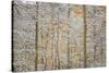 USA, Colorado, San Juan Mountains. Snow on Aspen Trees-Don Grall-Stretched Canvas