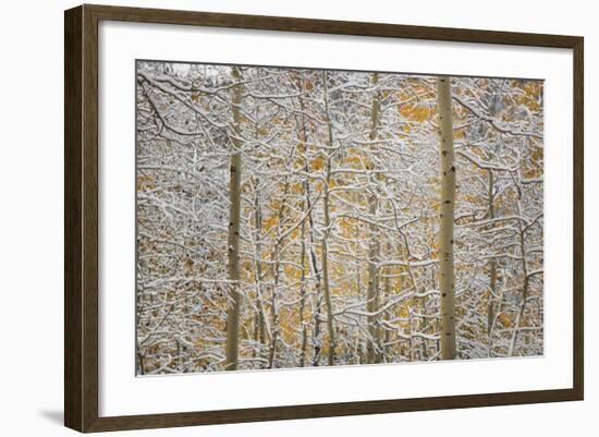 USA, Colorado, San Juan Mountains. Snow on Aspen Trees-Don Grall-Framed Photographic Print