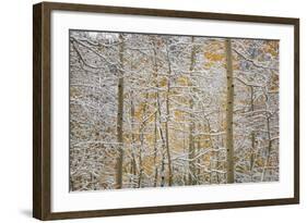 USA, Colorado, San Juan Mountains. Snow on Aspen Trees-Don Grall-Framed Photographic Print