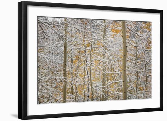 USA, Colorado, San Juan Mountains. Snow on Aspen Trees-Don Grall-Framed Photographic Print