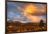 USA, Colorado, San Juan Mountains. Sunset on forest landscape.-Jaynes Gallery-Framed Photographic Print