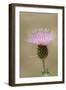 USA, Colorado, San Juan Mountains. Thistle flower close-up.-Jaynes Gallery-Framed Photographic Print