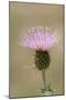 USA, Colorado, San Juan Mountains. Thistle flower close-up.-Jaynes Gallery-Mounted Photographic Print