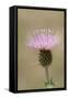 USA, Colorado, San Juan Mountains. Thistle flower close-up.-Jaynes Gallery-Framed Stretched Canvas