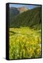 USA, Colorado, San Juan Mountains. Wildflowers and Mountain Landscape-Jaynes Gallery-Framed Stretched Canvas