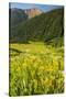 USA, Colorado, San Juan Mountains. Wildflowers and Mountain Landscape-Jaynes Gallery-Stretched Canvas