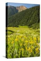 USA, Colorado, San Juan Mountains. Wildflowers and Mountain Landscape-Jaynes Gallery-Stretched Canvas