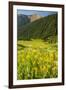 USA, Colorado, San Juan Mountains. Wildflowers and Mountain Landscape-Jaynes Gallery-Framed Photographic Print