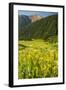 USA, Colorado, San Juan Mountains. Wildflowers and Mountain Landscape-Jaynes Gallery-Framed Photographic Print