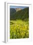 USA, Colorado, San Juan Mountains. Wildflowers and Mountain Landscape-Jaynes Gallery-Framed Photographic Print