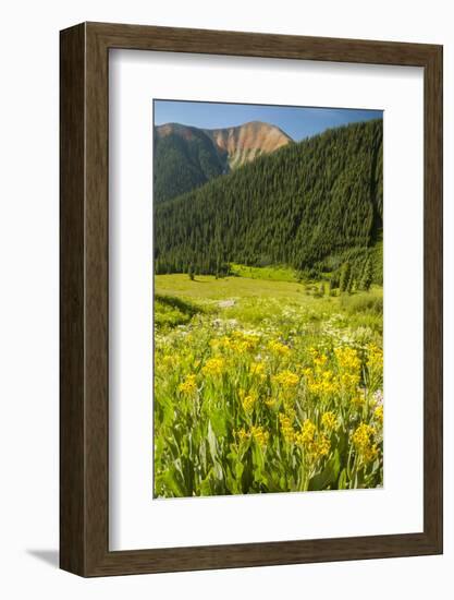 USA, Colorado, San Juan Mountains. Wildflowers and Mountain Landscape-Jaynes Gallery-Framed Photographic Print