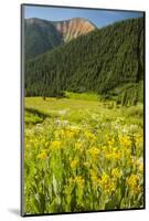 USA, Colorado, San Juan Mountains. Wildflowers and Mountain Landscape-Jaynes Gallery-Mounted Photographic Print