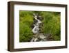 USA, Colorado, San Juan Mountains. Wildflowers next to stream.-Cathy and Gordon Illg-Framed Photographic Print