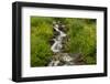 USA, Colorado, San Juan Mountains. Wildflowers next to stream.-Cathy and Gordon Illg-Framed Photographic Print