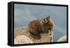 USA, Colorado, San Juan Mountains. Yellow-bellied marmot on rock.-Cathy and Gordon Illg-Framed Stretched Canvas