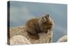 USA, Colorado, San Juan Mountains. Yellow-bellied marmot on rock.-Cathy and Gordon Illg-Stretched Canvas