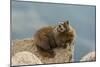 USA, Colorado, San Juan Mountains. Yellow-bellied marmot on rock.-Cathy and Gordon Illg-Mounted Photographic Print