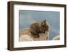 USA, Colorado, San Juan Mountains. Yellow-bellied marmot on rock.-Cathy and Gordon Illg-Framed Photographic Print