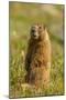 USA, Colorado, San Juan Mountains. Yellow-bellied marmot.-Cathy and Gordon Illg-Mounted Photographic Print