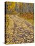 USA, Colorado, San Juan Mts. Fallen aspen leaves on a dirt road in the fall along Keebler Pass-Julie Eggers-Stretched Canvas