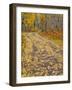 USA, Colorado, San Juan Mts. Fallen aspen leaves on a dirt road in the fall along Keebler Pass-Julie Eggers-Framed Photographic Print