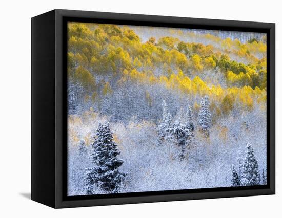 USA, Colorado, San Juan Mts. Fresh snow on aspens in the fall.-Julie Eggers-Framed Stretched Canvas