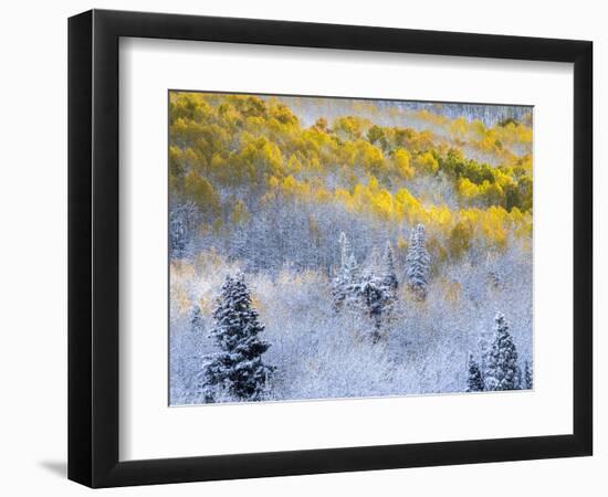 USA, Colorado, San Juan Mts. Fresh snow on aspens in the fall.-Julie Eggers-Framed Photographic Print