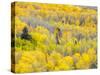 USA, Colorado, San Juan Mts. Yellow and orange fall aspens, Gunnison National Forest, Colorado-Julie Eggers-Stretched Canvas