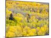 USA, Colorado, San Juan Mts. Yellow and orange fall aspens, Gunnison National Forest, Colorado-Julie Eggers-Mounted Photographic Print