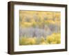 USA, Colorado, San Juan Mts. Yellow and orange fall aspens in Gunnison National forest.-Julie Eggers-Framed Photographic Print