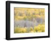 USA, Colorado, San Juan Mts. Yellow and orange fall aspens in Gunnison National forest.-Julie Eggers-Framed Photographic Print