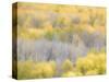 USA, Colorado, San Juan Mts. Yellow and orange fall aspens in Gunnison National forest.-Julie Eggers-Stretched Canvas