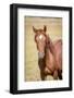 USA, Colorado, San Luis. Wild horse close-up.-Jaynes Gallery-Framed Photographic Print