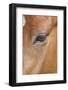 USA, Colorado, San Luis. Wild horse head close-up. USA, Colorado, San Luis.-Jaynes Gallery-Framed Photographic Print