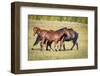USA, Colorado, San Luis. Wild horse herd.-Jaynes Gallery-Framed Photographic Print