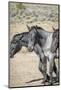 USA, Colorado, San Luis. Wild horses close-up.-Jaynes Gallery-Mounted Photographic Print