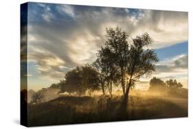 USA, Colorado, Sawhill Ponds. Sunrise on field.-Jaynes Gallery-Stretched Canvas